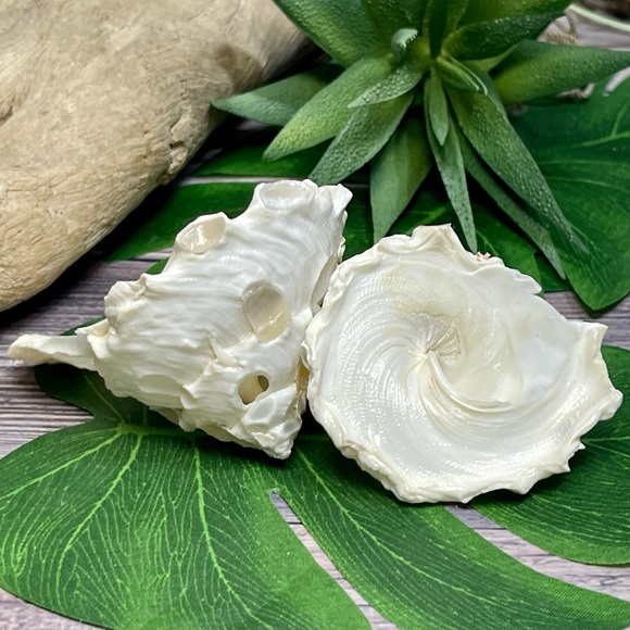 (2) RARE White Carrier Seashells Collector Shells Coastal Nautical Beach Decor - Picture 12 of 17